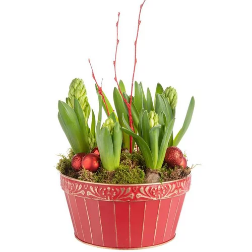 Sélection pour votre jardin：Composition de Noël 5 jacinthes multicolore pot en zinc rouge et or