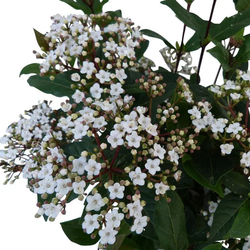 Choix malin：Viburnum Tinus Spirit® (Laurier Tin) 60/80 en pot de 7,5 L blanc
