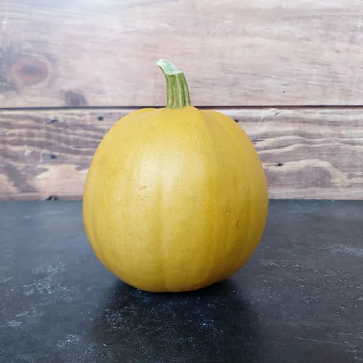 Graines bio de Courge Melonnette Jaspée de Vendée