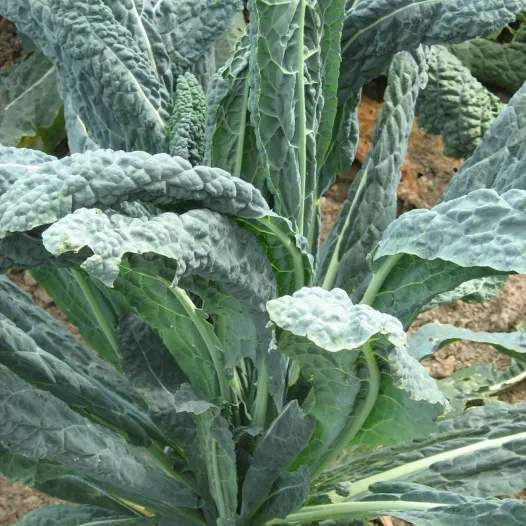 Semences bio de Chou Palmier Kale Noir de Toscane