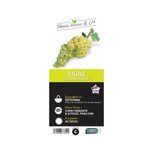 VIGNE 'CHASSELAS DORÉ' - POT 1,5L