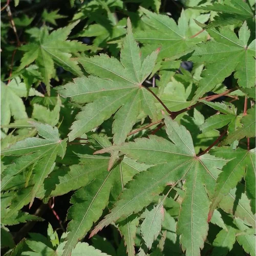 Jardin & solutions：Acer Palmatum (Érable du Japon) 100/125 en pot de 12 L vert
