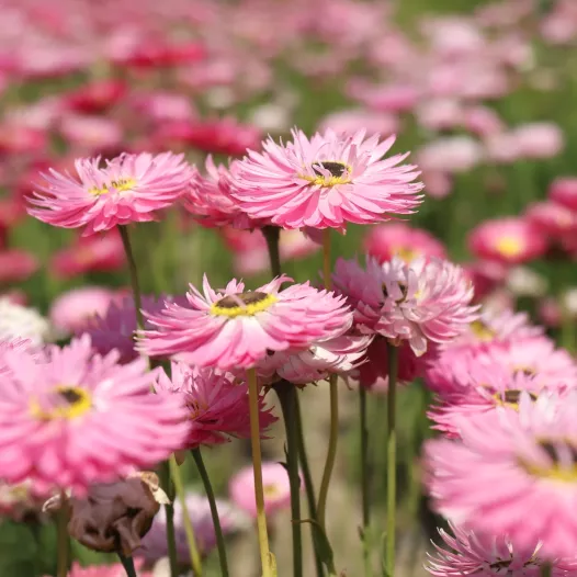 Roze zonnebloempapierbloem ‘Red Bonnie’ | Bio en reproduceerbare zaden