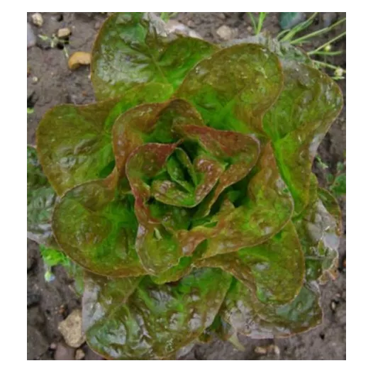 Graines bio de Laitue pommée d'hiver Baquieu