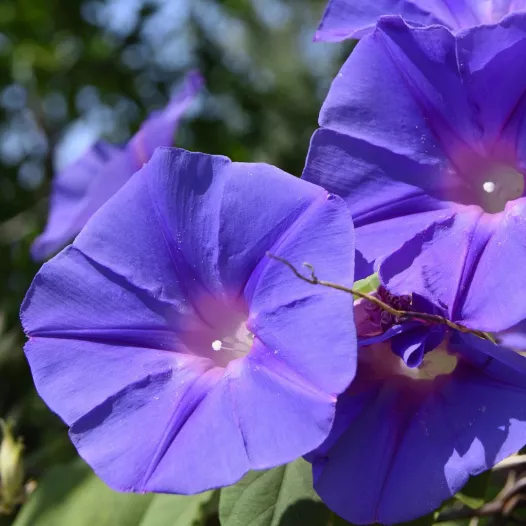 Graines bio d'ipomée violette