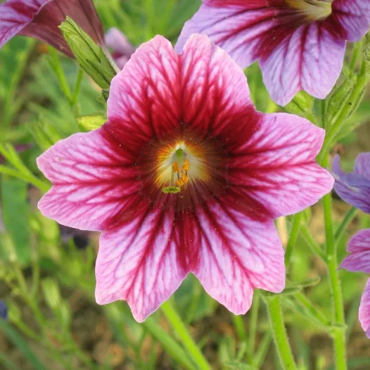 Salpiglossis en mélange | Graines de fleurs bio et reproductibles