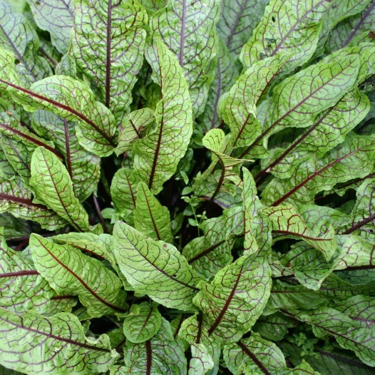 Graines d'oseille sanguine bio | Graines aromatiques