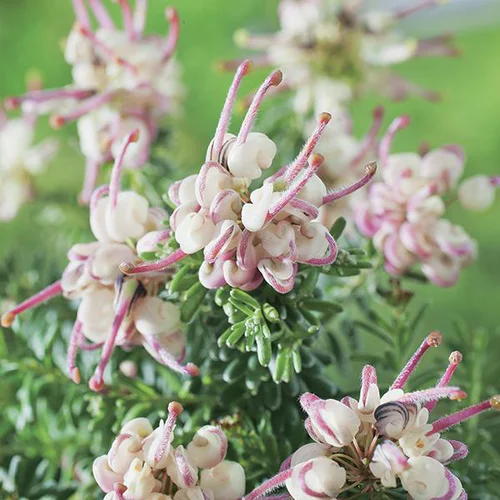 Pour vos espaces verts：Grévilléa Laineux 'Mount Tamboritha' - Le pot de 3 litres