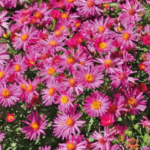 Bien au jardin：Aster Nain Aut - rouge - Le pot de 9 x 9 cm