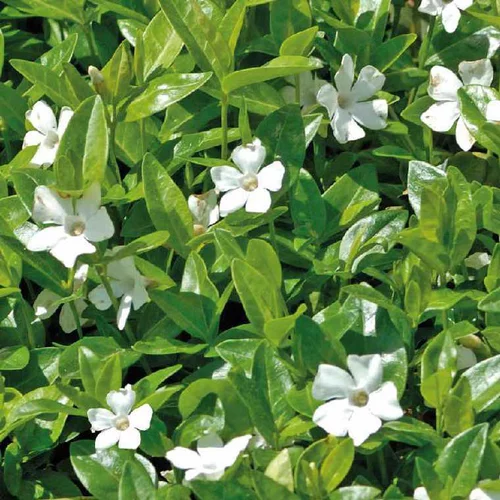 Idéal pour vos extérieurs：Petite pervenche coloris blanc. Le pot de 9 x 9 cm
