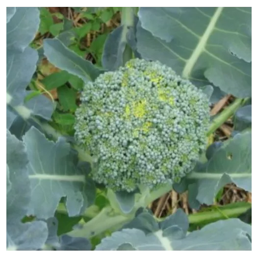 Semences bio de Chou brocoli à Jets Vert Calabrais