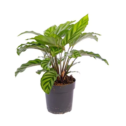 Espace vert essentiel：Calathea Mix pot Ø11 cm