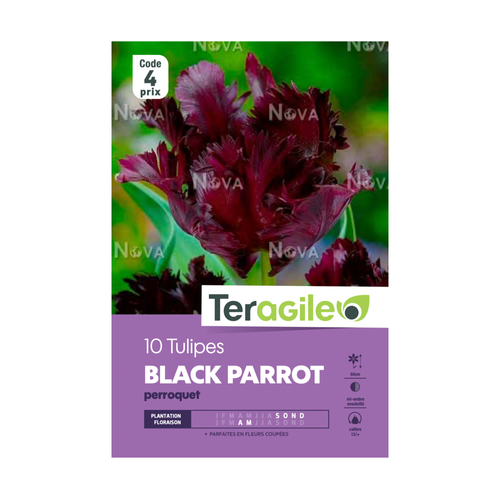 BULBES DE TULIPES 'BLACK PARROT' PERROQUET - TERAGILE® - X10