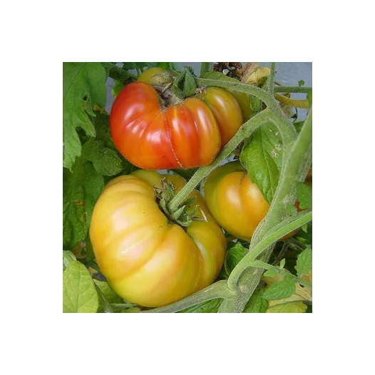 Tomate Ananas bio – Semences reproductibles