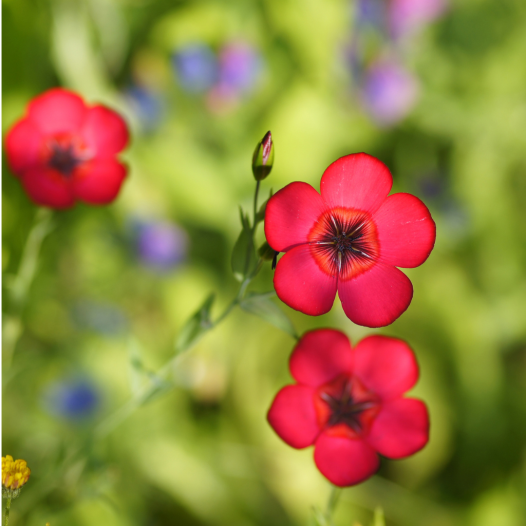 Lin rouge | Fleurs bio et reproductibles