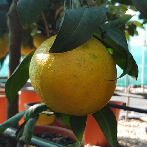 BERGAMOTE (CITRUS BERGAMIA) - POT DE 5L - 1/4 TIGE