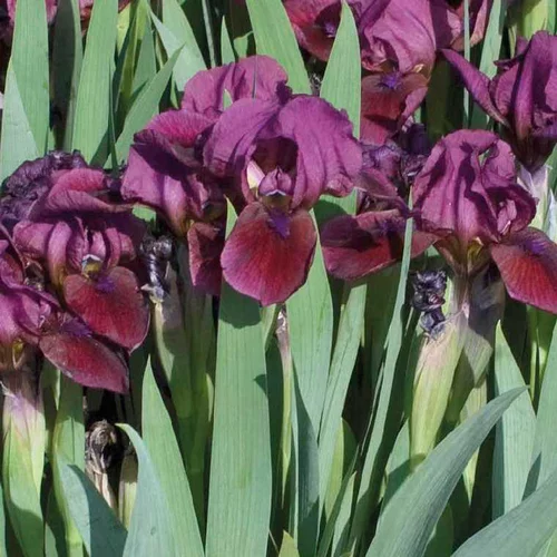 Jardin maison：Iris Nain rouge - Le pot de 9 x 9 cm