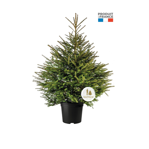 SAPIN EPICEA EN POT - 150/175CM