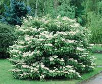 Une solution pour le jardin：Viorne de Chine