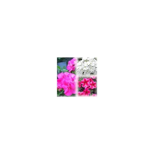 Un choix pratique pour le jardin：Mélange estival rose et blanc - Le pack de 6 plants