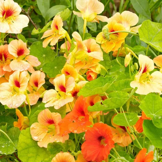 Klimmende Oost-Indische kers – Kleurmengeling | Biologische zaden