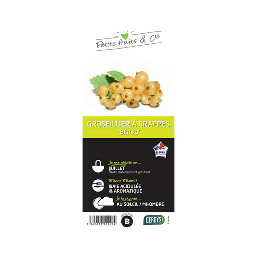 GROSEILLIER À GRAPPES 'BLANKA' - POT 1,5L