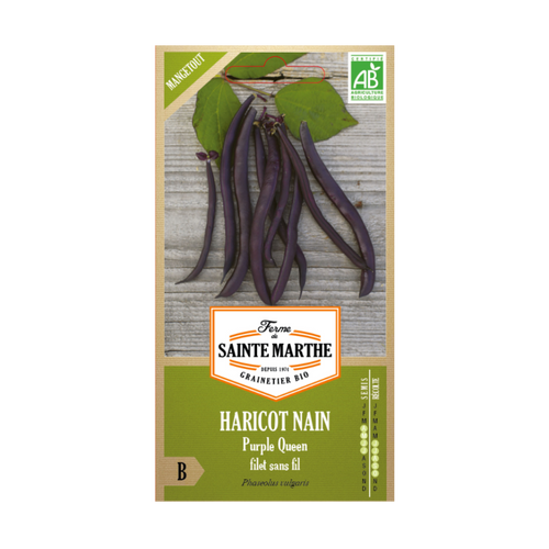 GRAINES HARICOT NAIN PURPLE QUEEN FILET SANS FIL MANGETOUT BIO -10G