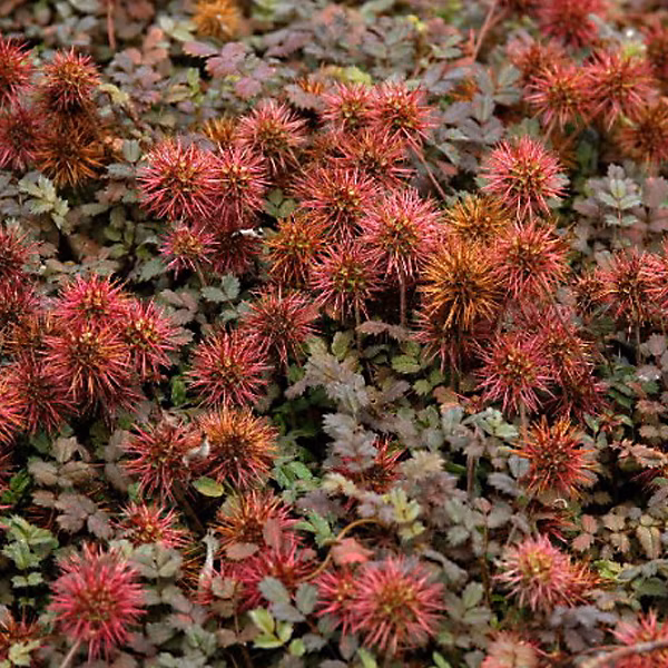 6 x Lampourde 'Tapis de cuivre' – Acaena microphylla 'Kupferteppich', godet 9cm x 9cm