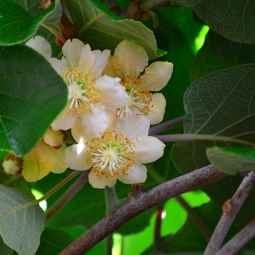 KIWI MÂLE TOMURI - ACTINIDIA DELICIOSA - H100/120CM - POT 3L