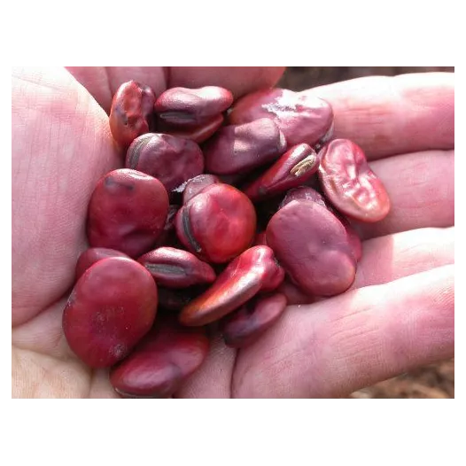 Graines bio de Fève Red Epicure