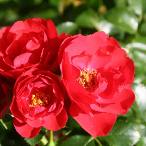 Solution extérieure：Rosier Kadora® (ROSIER KADORA®) Le pot de 2 litres