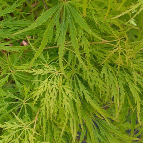 ACER PALMATUM DISSECTUM - ÉRABLE DU JAPON 'VIRIDIS' - POT DE 7,5L - 1/2 TIGE