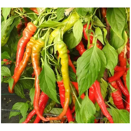 Graines bio de Piment Lombardo