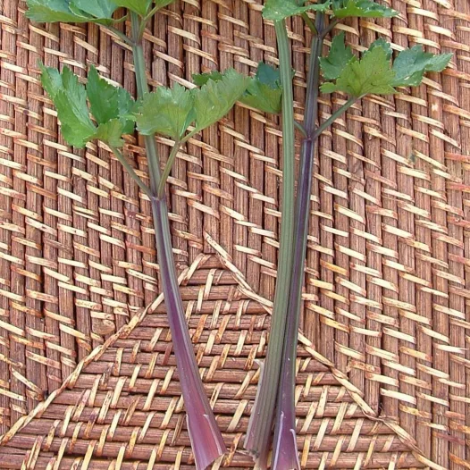 Bio zaden van Bleekselderij Violette