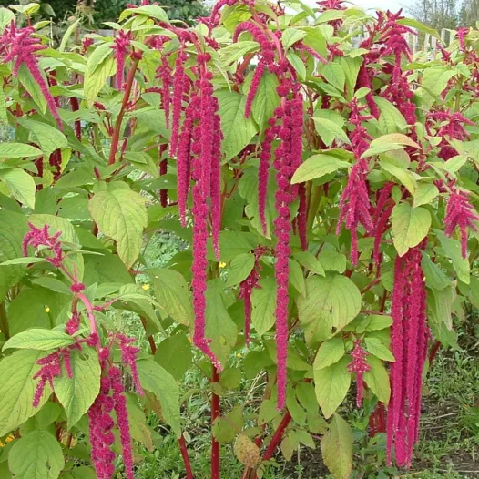 Amarante queue de renard rouge | Semences de Fleurs