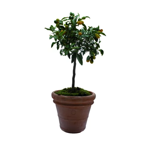 Jardin quotidien：Pot Toscane en terre cuite claire - Ø80 x H64