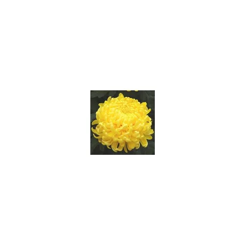 Côté jardin：Chrysanthème grosses fleurs - La coupe de 30 cm