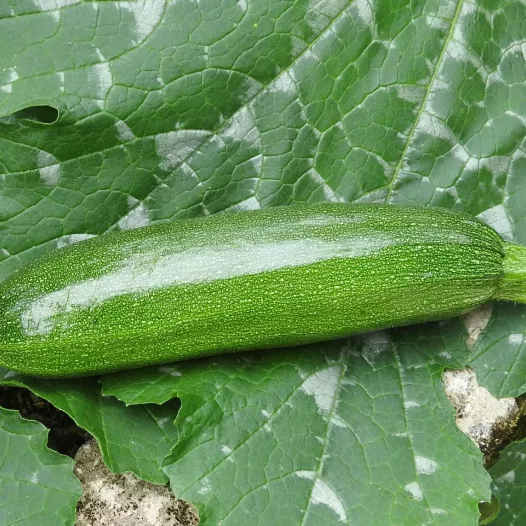 Courgette Mutabile | Semences bio et reproductibles