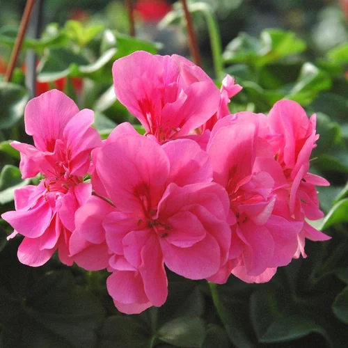 Pour un jardin bien organisé：Géranium Lierre double à fleurs multicolores - Le pot de 2,5 litres