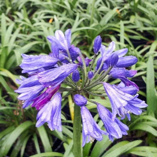 Pour votre confort au jardin：Agapanthe Africanus bleue touffe. Le pot de 3 litres