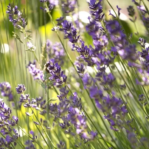 Nature pour le jardin：Lavande variée. Le pot de 10 litres