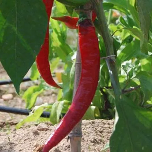Biologische zaden van Paprika Long des Landes