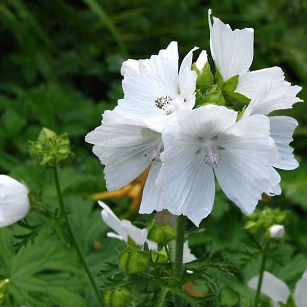 6 x Mauve musquée 'Alba' – Malva moschata 'Alba', godet 9cm x 9cm