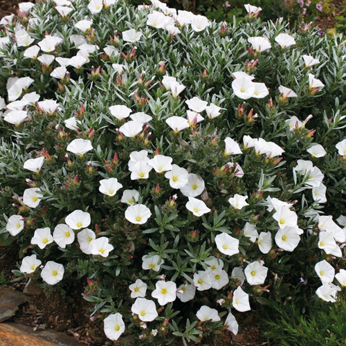 LISERON - POT 3L