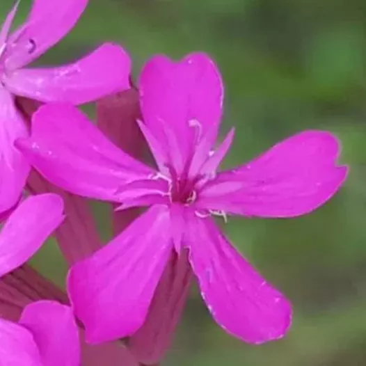 Silène à bouquets | Graines bio et reproductibles de fleurs