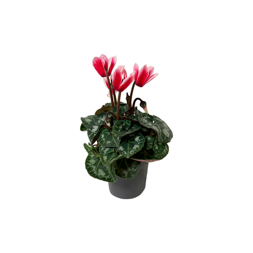 CYCLAMEN FANTASIA ROOD - POT Ø7CM