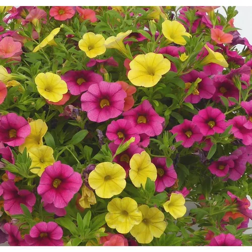 Jardin accessoire：Calibrachoa (mini Pétunia) à fleurs multicolores - La jardinière de 50 cm