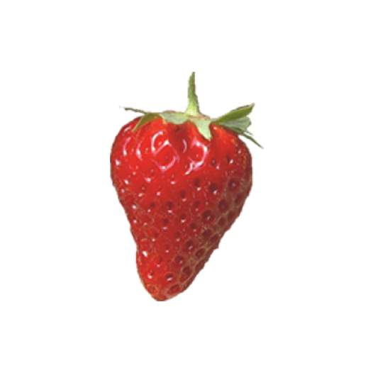Bio Aardbeipoot Cijosee - 25 poten - Kaliber B