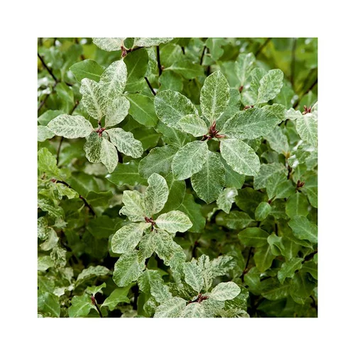 Pour enrichir votre univers jardin：Pittosporum tenuifolium irene patterson en pot de 5 litres