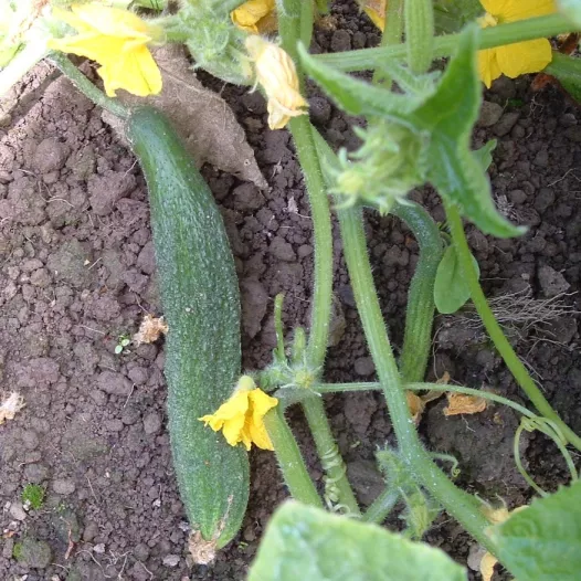 Semences bio de Cornichon Amélioré de Bourbonne